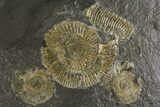 Dactylioceras Ammonite Cluster - Posidonia Shale, Germany #180357-1